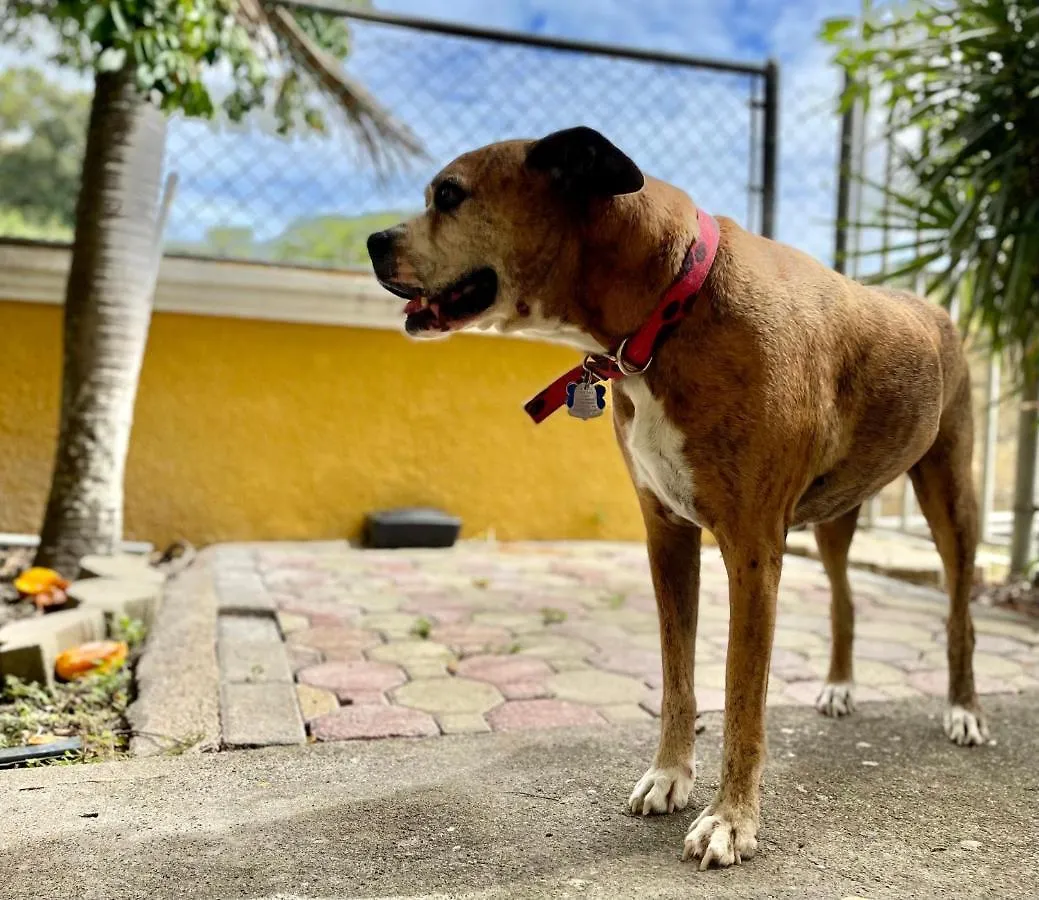 Atoas - Lovely Vacation Retreat With Pool And Barbecue 5 Min To Boqueron And Beaches Cabo Rojo Apartment